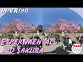 [VR180] 立体櫻2020: 3-D Cherry Blossoms