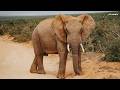 LIVE at the waterhole - 29 May 2026
