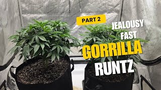 Jealousy fast gorrilla runtz transplanting defoliation hitting the veg cycle growing  @acinfinity 