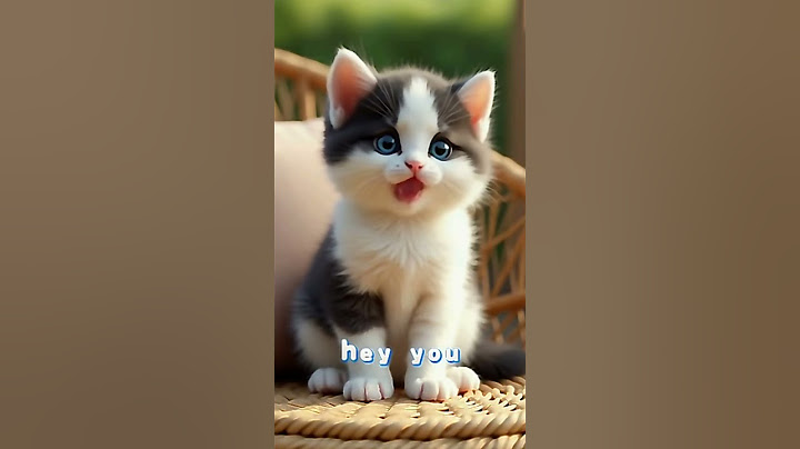 This Kitten Has Something To Say!