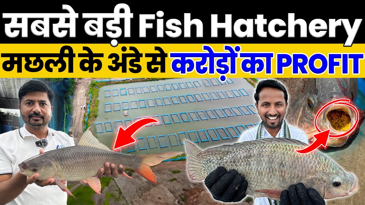 एक मछली देती है एक बार में 1 लाख अंडे😱🐟ऐसा Fish Farming business कहीं देखा नहीं होगा💯🔥Indian Farmer