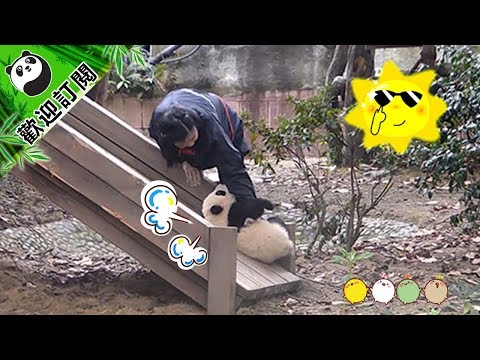 《熊貓早晚安》奶媽，我恐高 | iPanda熊貓頻道