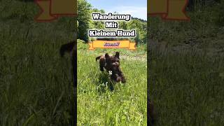 Perfekte Wanderung für kleine Hunde am Kaiserstuhl 🐶🌿 #wandernmithund #littledog #hikingtrails