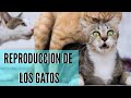 LOS GATOS SE REPRODUCEN CON LA LUZ