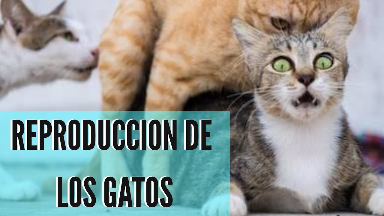 Gatos follando