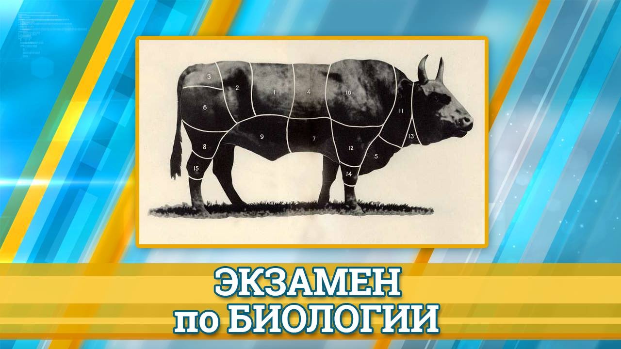 Экзамен по биологии № 4