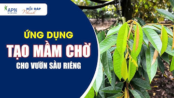 APN - ỨNG DỤNG "TẠO MẦM CHỜ" CHO VƯỜN SẦU RIÊNG | HỎI ĐÁP NHANH