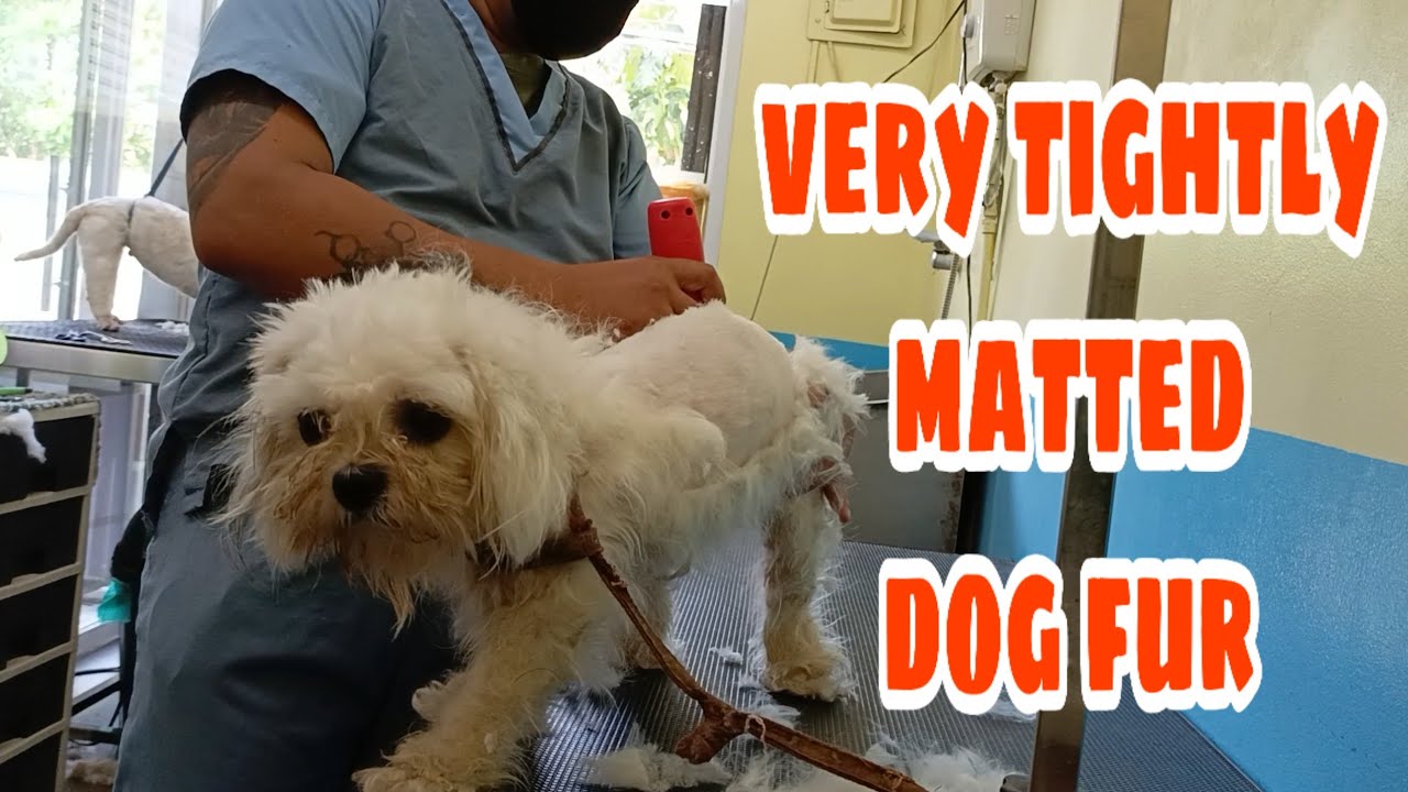 Curated visual reference: Picture Idea: It S Really Hurts Very Tightly Matted Fur Dog Shavedown