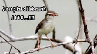 Suara pikat burung CIBLEK SAWAH(PRENJAK SAWAH) jitu lengket...!!