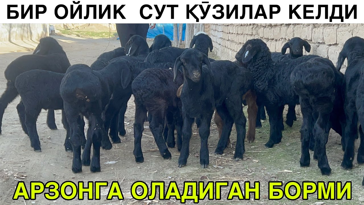 🤝🤝🤝СОТИЛГАН🤝🤝🤝ЕГИЗЧИ АКАДАН СУТ ҚӮЗИ. 