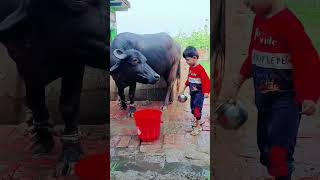 Choti Choti Gaiya Tygy Fuy Gydt