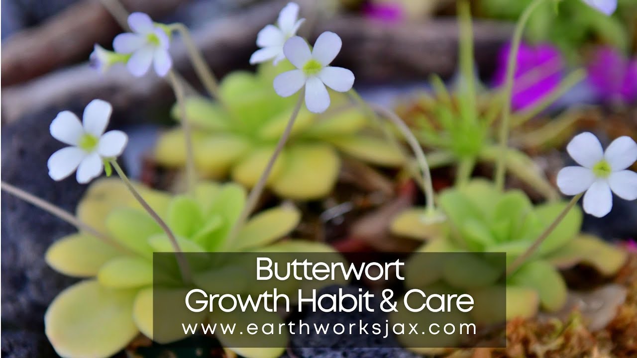 Butterwort Carnivorous Plant Care YouTube