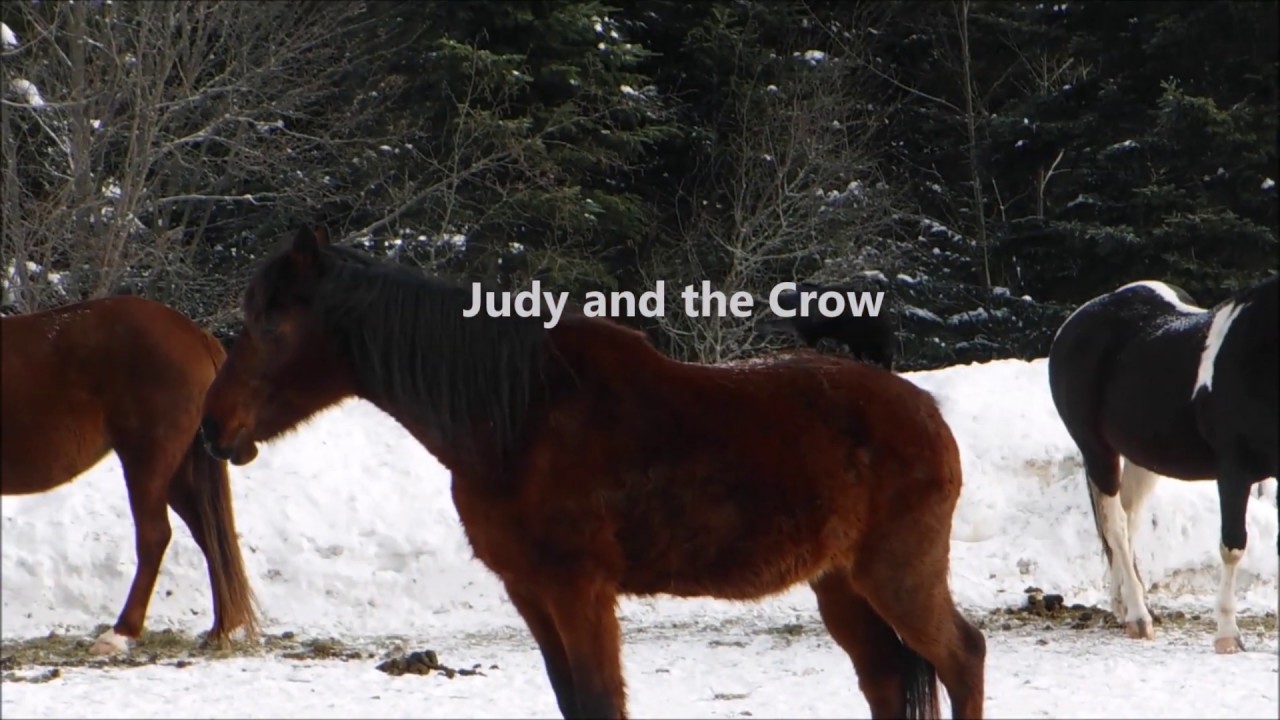 Judy and the Crow - funny and rare -Crow plucking horse