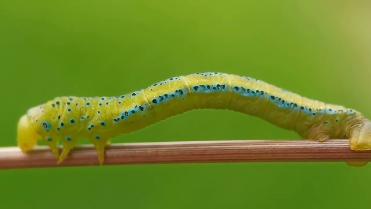 Prosumer Sony 25mm Pro