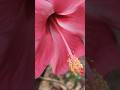 Hibiscus 🌺 #viral #shortsvideo #shorts #flowers #garden