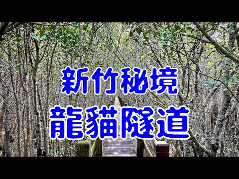 [台灣散策][EP.40] 新竹秘境 龍貓隧道 一望無際綠意森林! (202209)