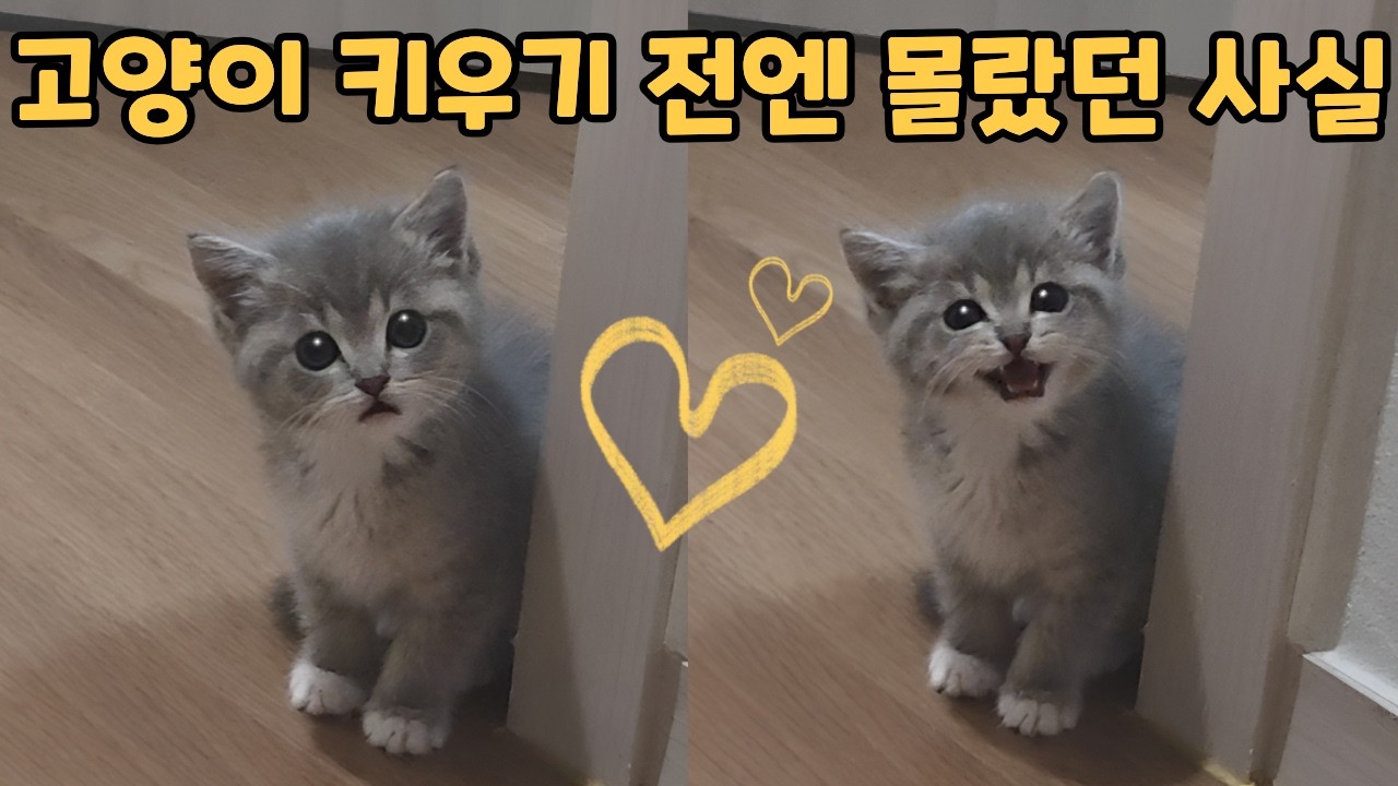 고양이를 키우고 알게 된 충격적인 사실 | 집사 지키는 고양이