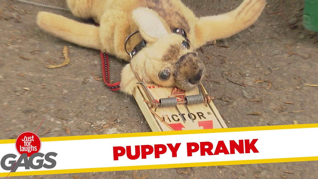 prank, funny pranks, funny, funny videos, puppy, puppy prank, mouse trap, d...