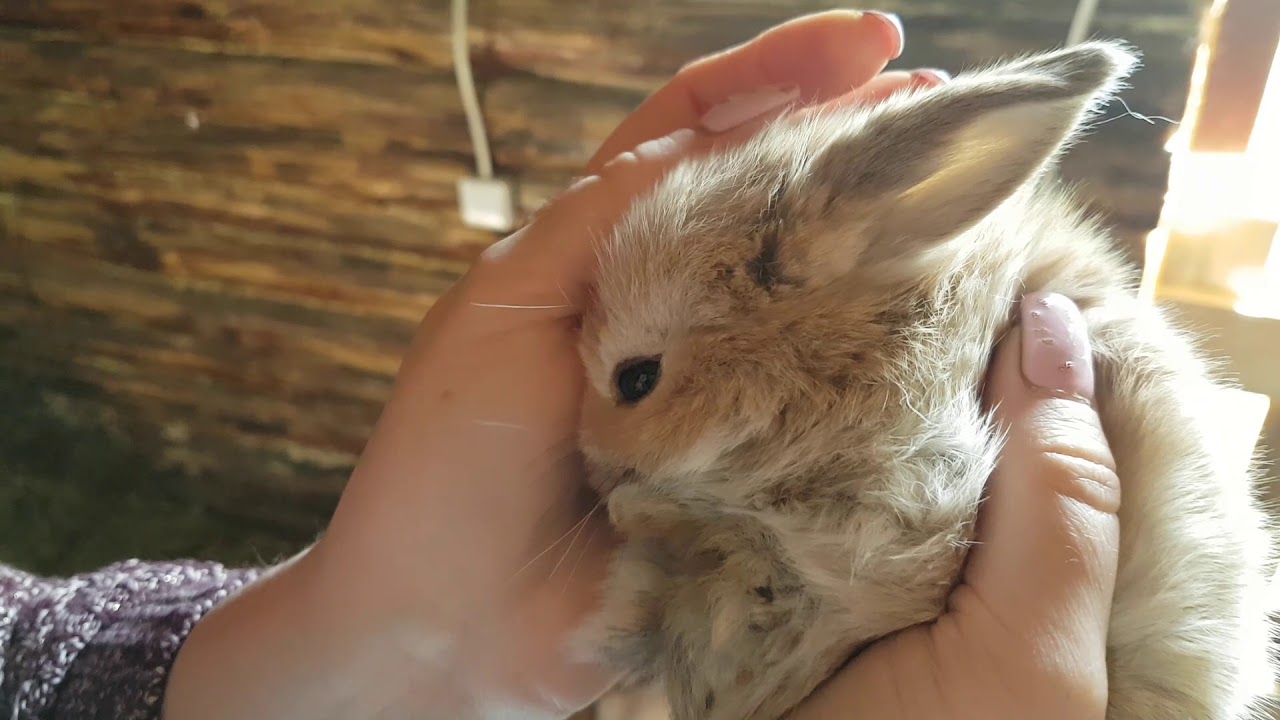 Включи видео кролики