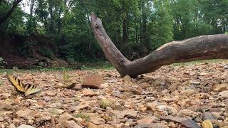Eastern Tiger Swallowtail At Mcadoo Creek