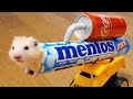 Never ever trust your HAMSTER with COLA and MENTOS