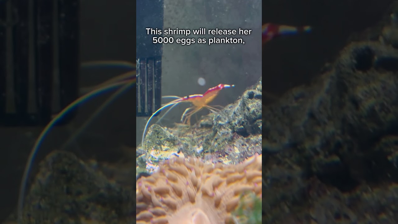 My pet saltwater shrimp is ready to breed! 