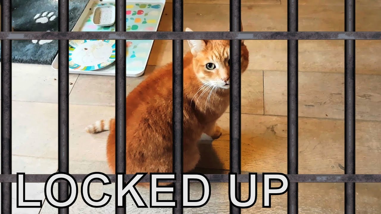 Alvi cat locked up YouTube