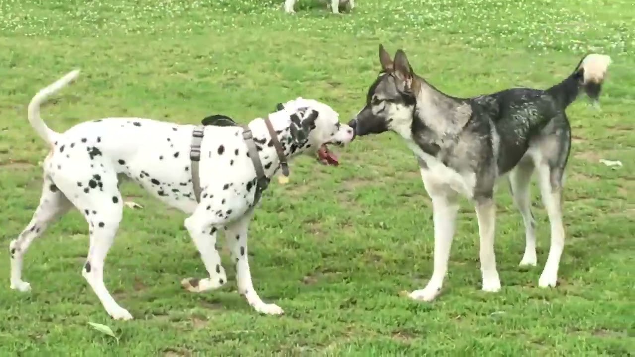 German Shepherd Protects Schnauzer from a Dalmatian - Dog Rescue Animal Wild and Good at Heart