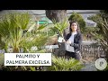 Diferencias y cuidados del palmito y la palmera excelsa