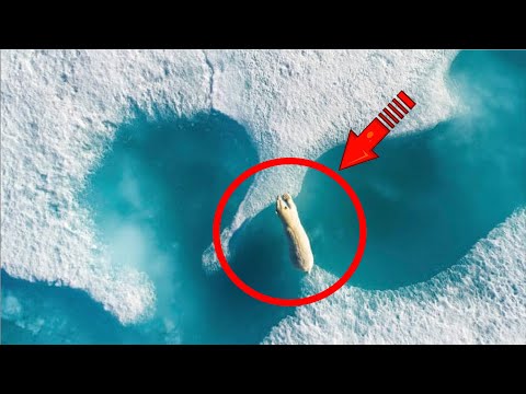 Video: Maailma suurim karu: foto