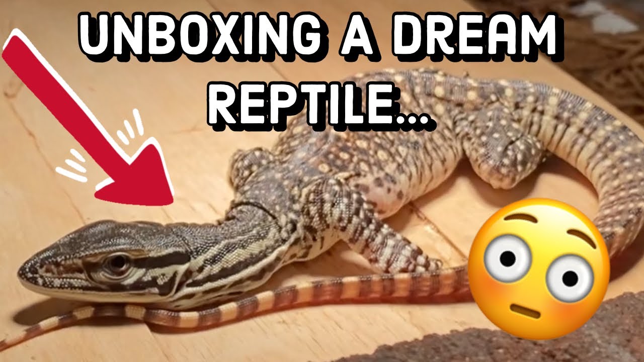 Распаковка рептилии моей мечты — монитора Аргуса