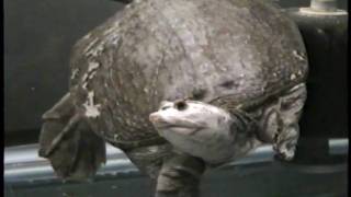 Piebald Florida Softshell Turtle, Apalone ferox by Tom Crutchfield