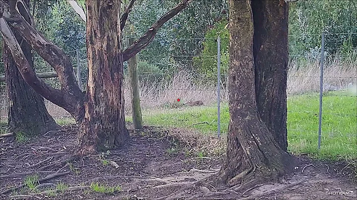 Rabbit and Hare Hunting using Shotguns and Dachshu...