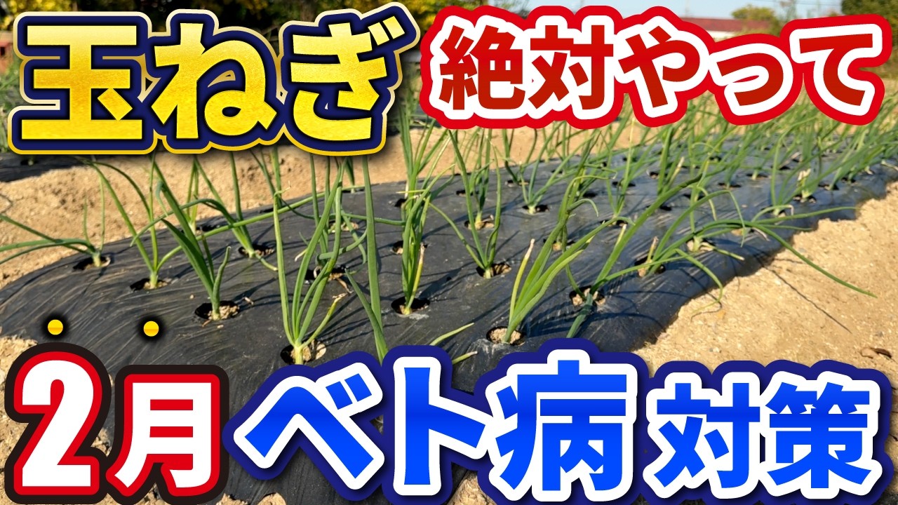 タマネギ栽培「べと病」完全攻略！2.3月に絶対やるべき3つのこと