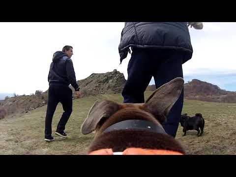 Видео: Значението на „ароматните разходки“за кучетата