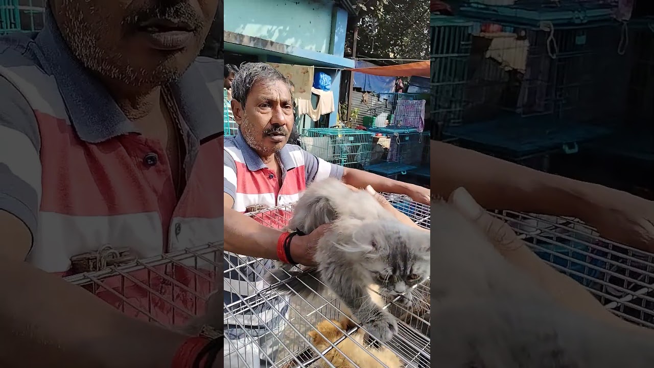 Galif Street pet market new cat 🐈😺 price update