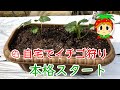 自宅でイチゴ狩りができるよう苺農家がプランターで家庭菜園のコツを教えます。