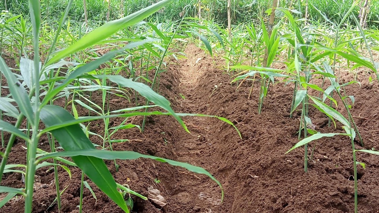 pemupukan jahe dengan pupuk organik,