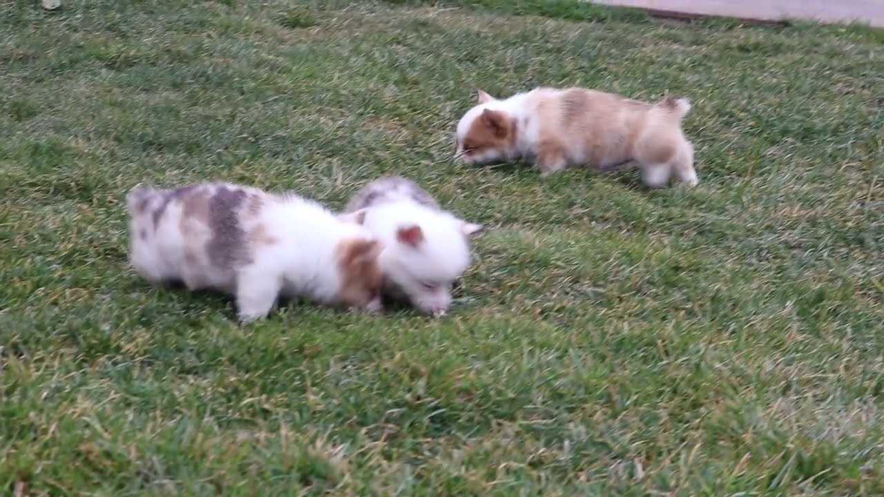 Welsh Corgi Puppies For Sale