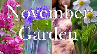 November Garden: Whats Sowing and Growing