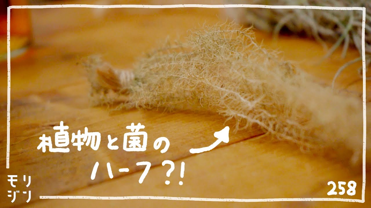 面白い植物を入手しました　#258