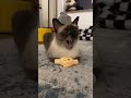 #cat #cute #kitten #catvideos #purr #pets #kitty #funnyvideos #catlover #animals #funnyshorts