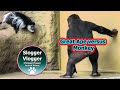 Farce des singes  gorille ajabu et chasse aux colobus