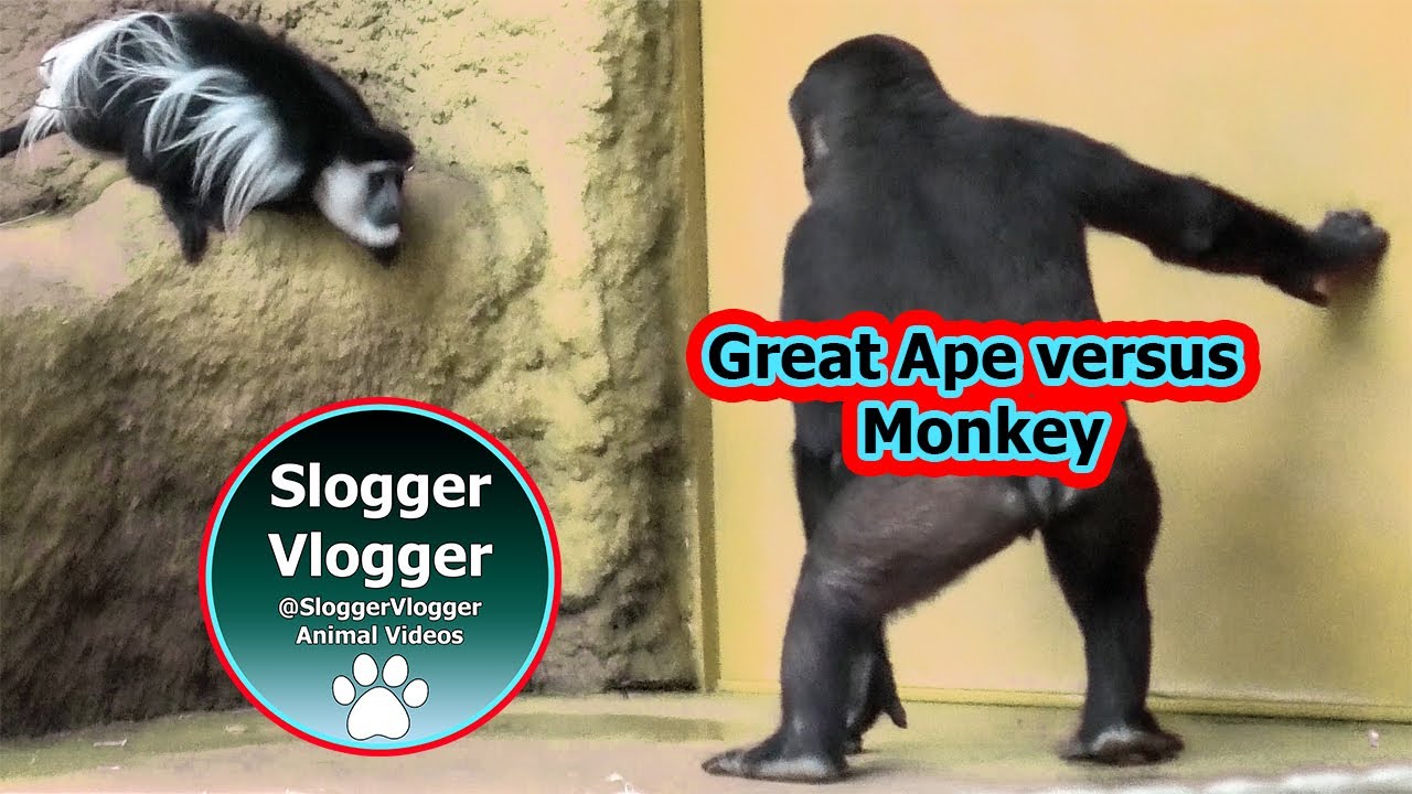 Monkeying Around  - Gorilla Ajabu and Colobus Chase