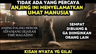 ANJING YG RELA BERLARI 900km DI TENGAH BADAI DEMI MANUSIA!! - Alur Cerita Film T090 dalam 10 menit