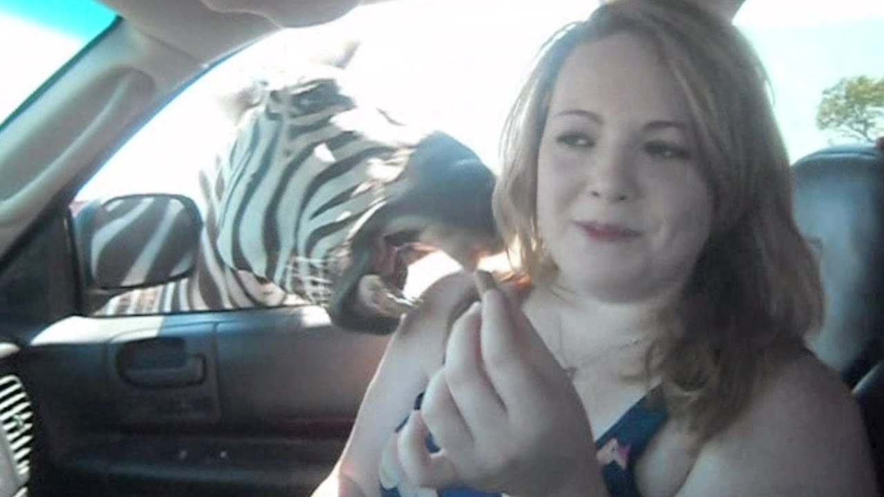 drive through safari lady gets out