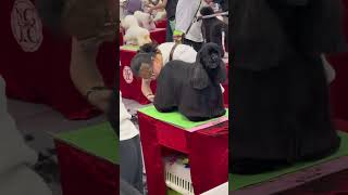 Student's Big Win: American Cocker Spaniel Excellence Award