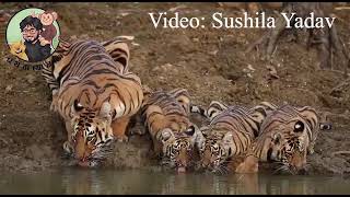International Tiger Day | Amazing Facts, Figures and History | A Haw Jaw Biology Presentation
