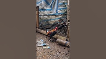 mưa gió quá ko đi làm video được cho ae xem gà rừng tơ giải nhất thấy độ với mái.qaib qus