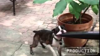 Dogs vs  leaf blowers – Funny dog compilation